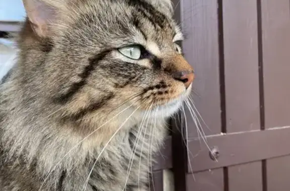 Chat perdu, , photo: Chat tigré perdu à Monbazillac