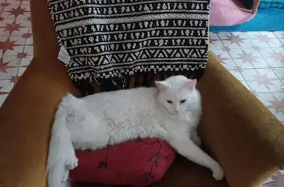 Animaux perdus Nîmes, photo: Chat blanc perdu à Nîmes