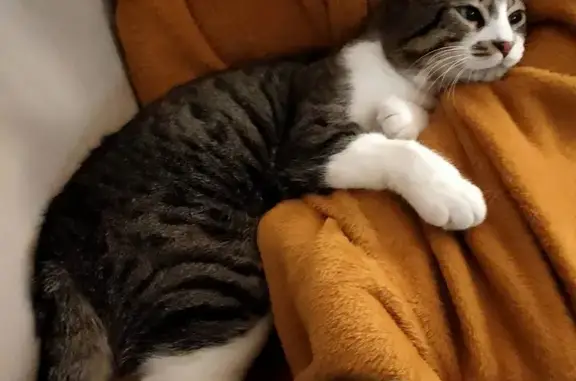 Animaux perdus Hérouville-Saint-Clair, photo: Chat tigré blanc perdu à Hérouville