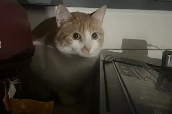 Chat roux trouvé à Lyon - photo