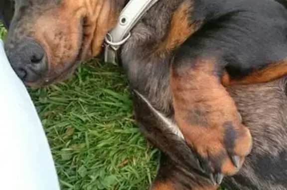 Chien perdu , photo : Teckel arlequin perdu!