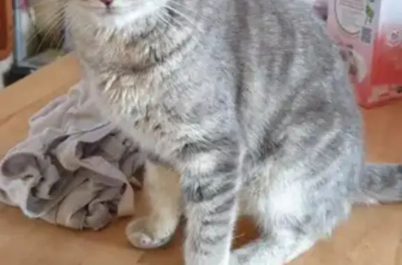 Chatte grise affectueuse trouvée - photo