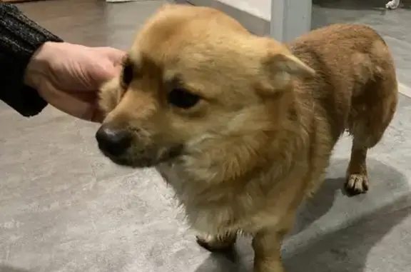 Chiot mâle perdu à Wasselonne - photo