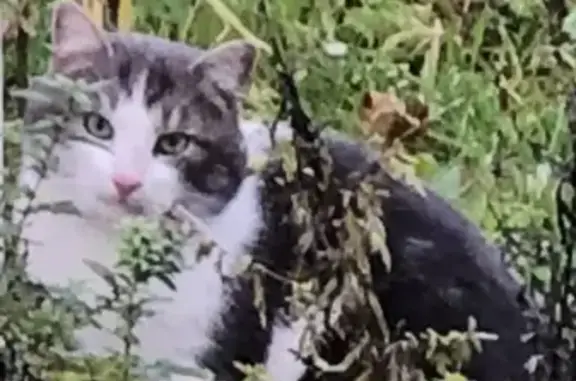 Chat perdu retrouvé à Nanterre