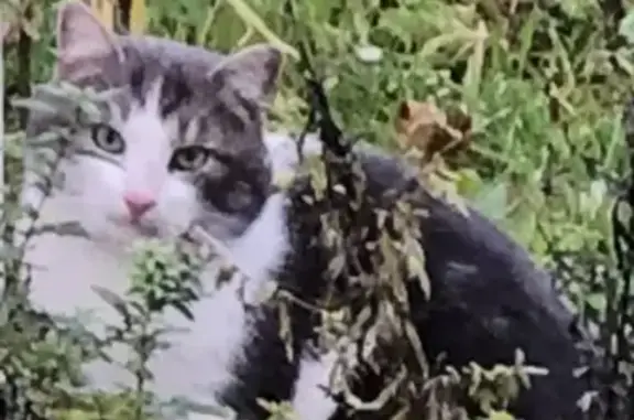 Chat perdu retrouvé à Nanterre - photo
