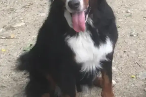 Chien perdu Simandres, photo : Chien Bouvier Bernois Perdu
