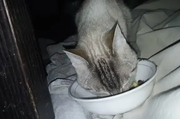 Chat maigre retrouvé à Paron - photo