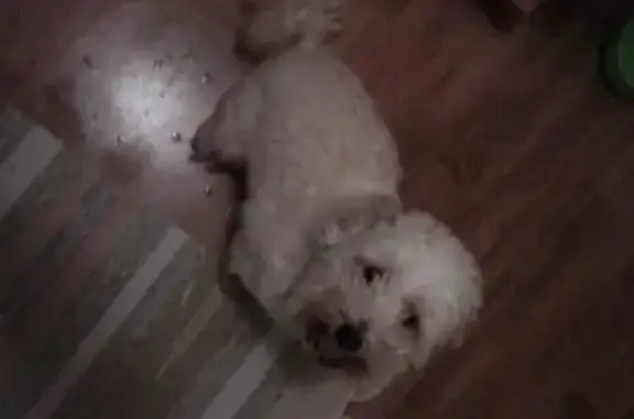 Chien trouvé Mulhouse, photo: Bichon blanc perdu, collier rose