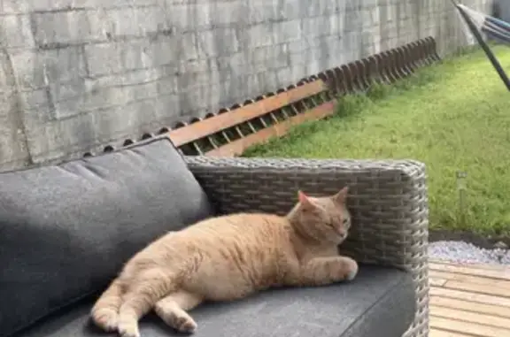 Animaux perdus , photo: Chat européen perdu à Cherbourg