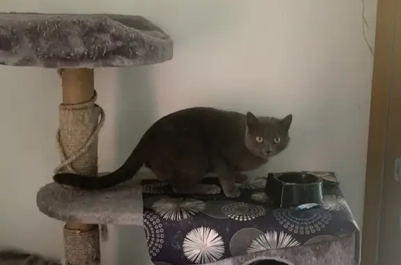 Animaux trouvés , photo: Chat gris sociable trouvé à Monestier