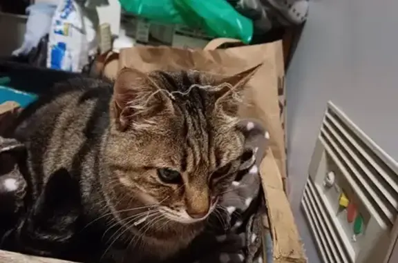 Chatte perdue à Pleumeur-Bodou - photo