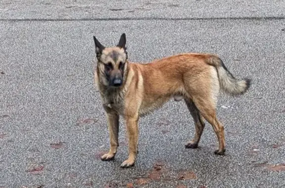 Chien perdu suit le mien à Limoges - photo