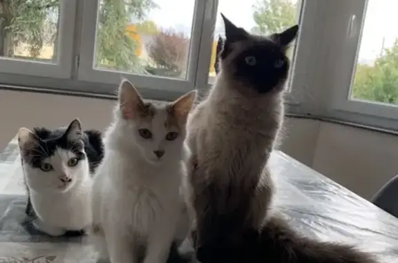 Animaux perdus Lusanger, photo: Chatte Torpille perdue - Lusanger