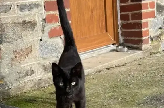 Chat trouvé , photo: Chaton noir trouvé à La Soeurie