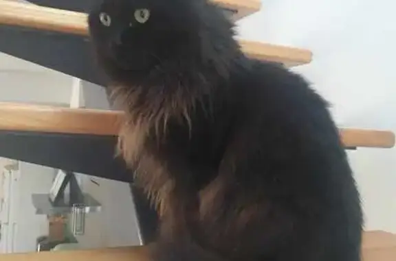 Lost Small Black Cat in Merri-bek - Help!