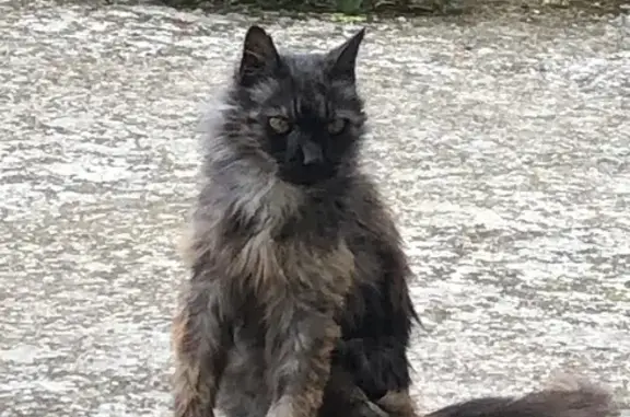 Animaux perdus Robion, photo: Chat Main Coon perdu à Robion