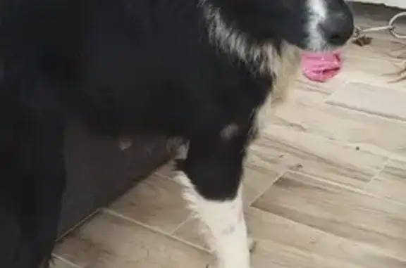 Chienne trouvée à Igon 64800 - photo