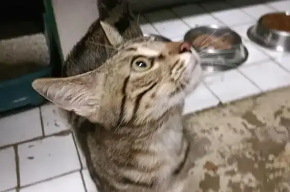 Animaux trouvés Ivry-sur-Seine, photo: Chaton mâle trouvé à Ivry