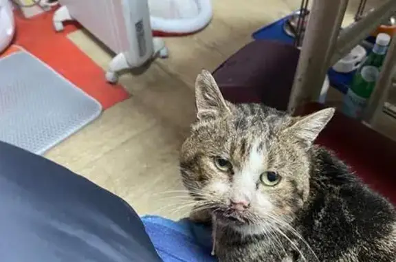 Chat craintif malade trouvé à Pantin - photo