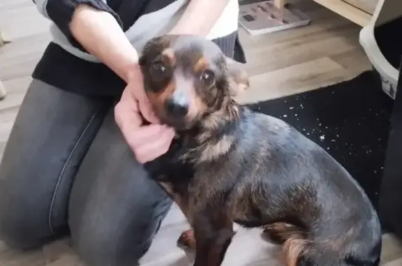 Animaux trouvés , photo: Chihuahua noir et feu trouvé