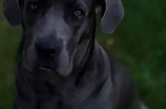 Chien perdu , photo : Raika, Cane Corso Perdu en Orne