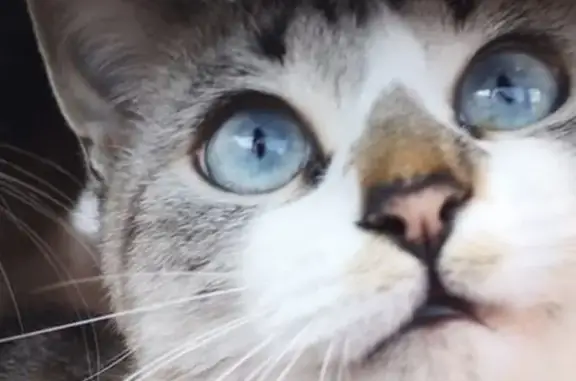 Chat perdu, Saint-Paul-lès-Dax, photo: Chatte tigrée aux yeux bleus perdue