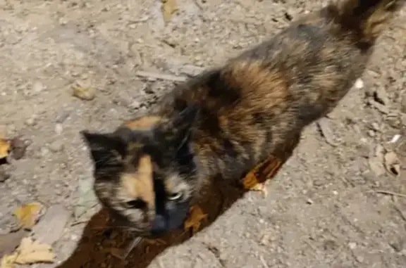 Chatte écaille trouvée à Augé - photo