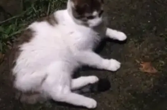Chat perdu trouvé Rue Véron - photo
