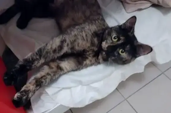 Lost Tortie Cat in Moreton Bay - Help Find Her!