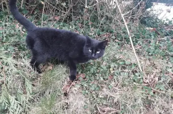 Chatte noire trouvée à St-Aubin - photo