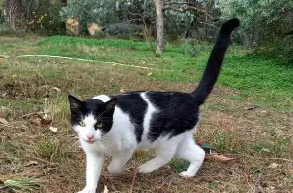 Chat bavard trouvé à Ghisonaccia - photo