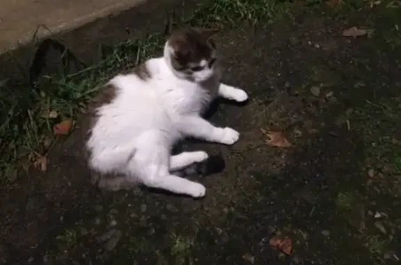 Chat blanc tigré sociable trouvé - photo