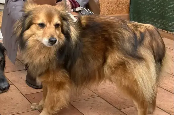 Chien perdu Carpentras, photo : Avis de recherche: Renarde