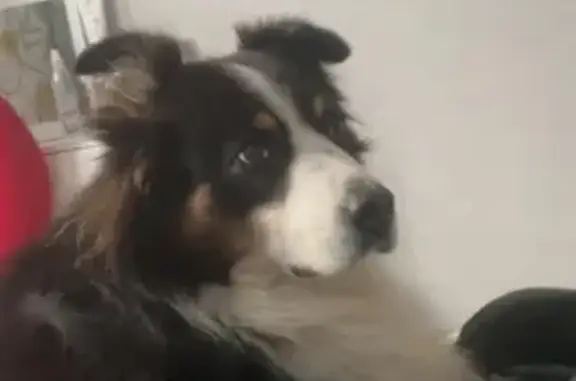 Chien perdu , photo : Chien Ilay disparu à Fresnay