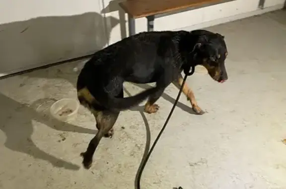 Chien perdu recueilli à Neuville - photo