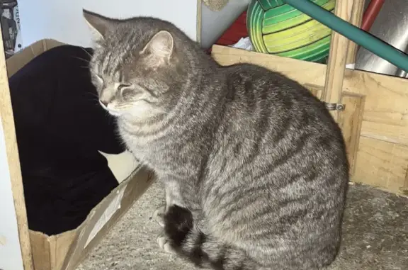 Chat gris dodu trouvé à Flacé - photo