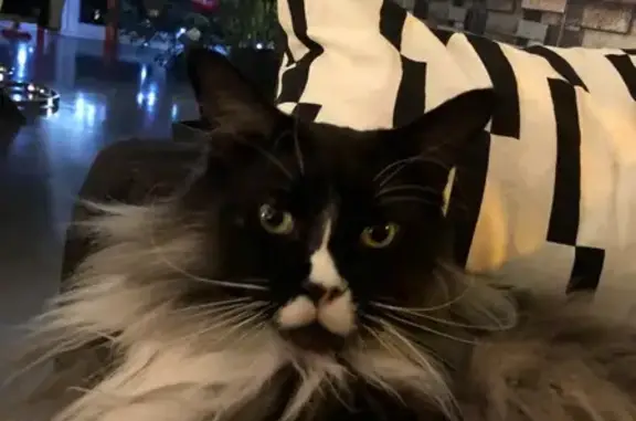 Animaux perdus Giraumont, photo: Chat Main Coon perdu à Giraumont