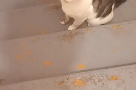 Chat affectueux trouvé, Saint-Jacques - photo