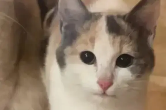 Chat tacheté trouvé à Graveson - photo