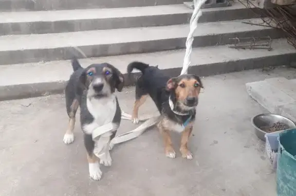 Animaux trouvés Sainte-Bazeille, photo: Trouvés: 2 Jack Russels, Ste-Bazeille