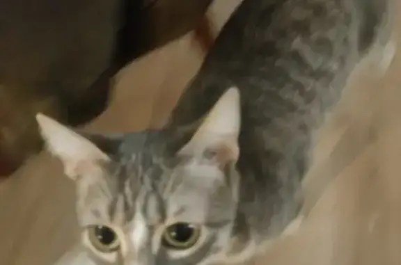 Chat tigré trouvé à Caudry - photo
