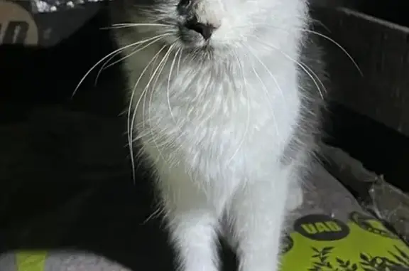 Chatte et chaton retrouvés - photo