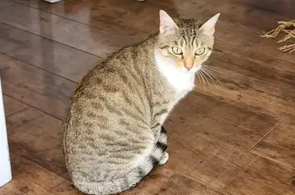 Animaux perdus Calvisson, photo: Avis de recherche: NAYA, chat rayé