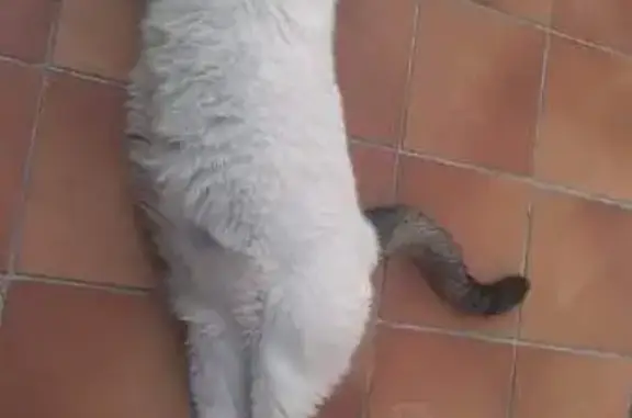 Animaux perdus Armentières, photo: Chat Chopin blanc disparu à Armentières