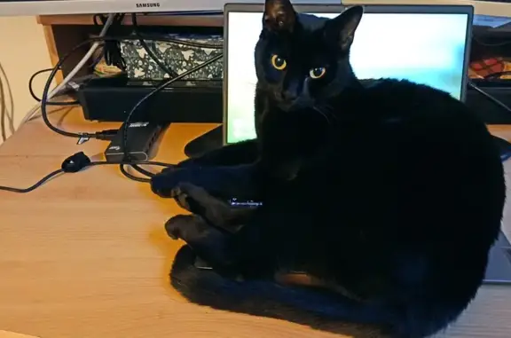 Chat perdu, Nantes, photo: Chat noir perdu à Nantes