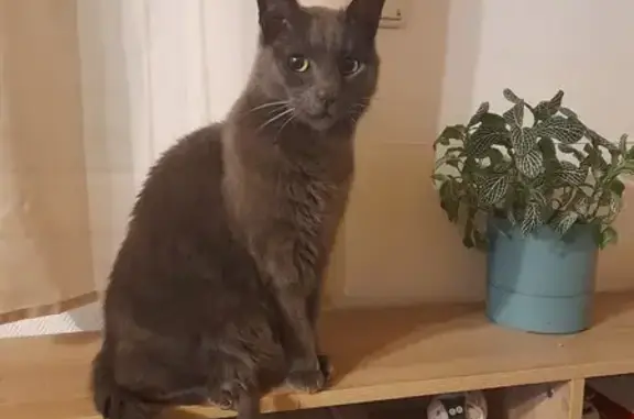 Chat gris affectueux trouvé à Laillé - photo
