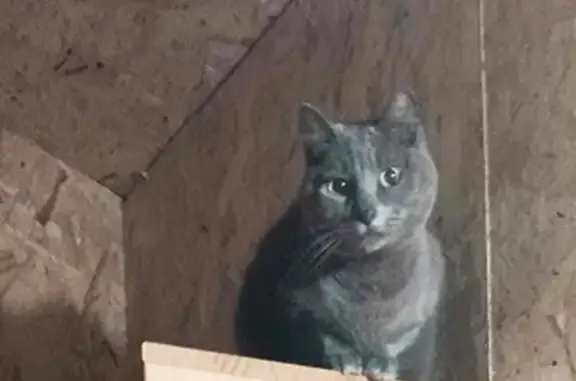 Avis de recherche: Lila, chat gris - photo