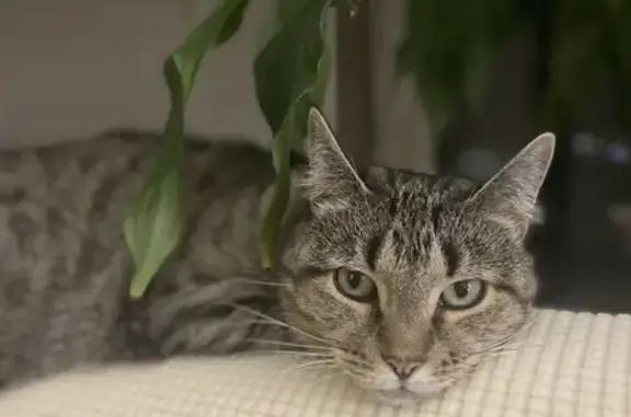 Lost Tabby Cat: Help Find Our Timid Pet!