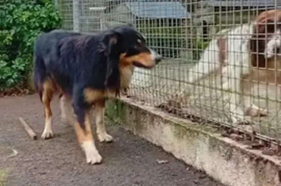Chien tricolore trouvé au Plessis - photo