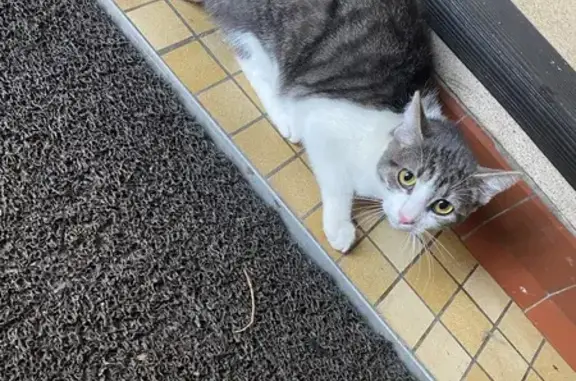 Animaux trouvés Fougères, photo: Chaton gris-blanc perdu à Fougères